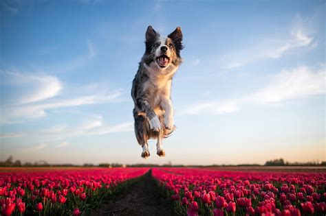 1080p Free Download Dogs Border Collie Jump Pink Flower Tulip Hd