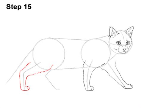 How To Draw A Siamese Cat