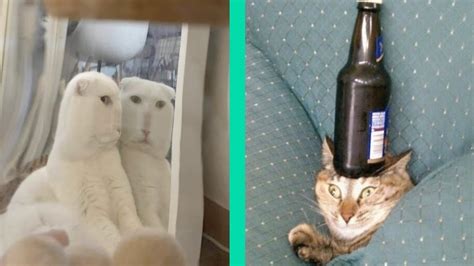 Best Dank Cat Memes Compilation Of November 2020 1 Funny Cat