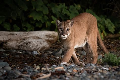 Letters To The Buzz Photo Of Vancouver Island Cougar To Be Featured In