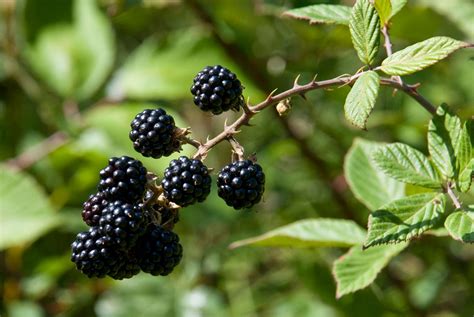 Blackberry Propagation Growing Blackberries From Cuttings