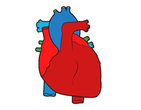 Dibujo De Corazón Humano Pintado Por En El Día 05 02 20 A