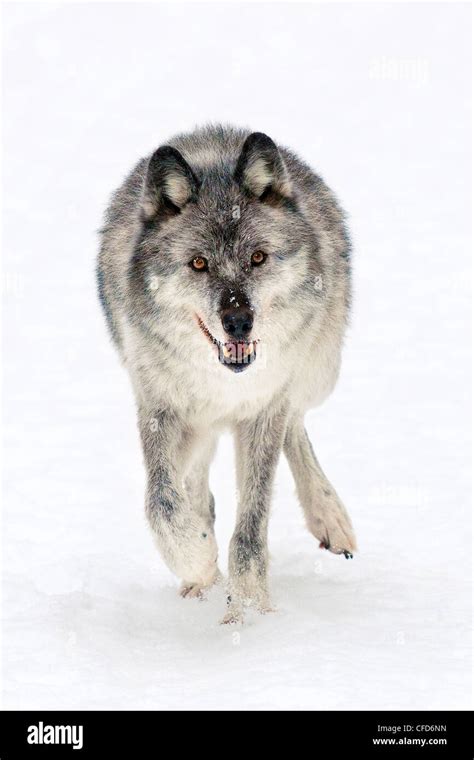 Adult Female Wolf Canis Lupus Captive Rocky Mountains British
