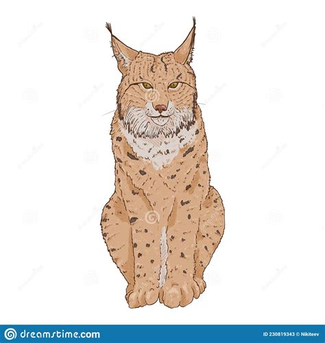 Vector Cartoon Lynx Illustration On White Background Stock Vector