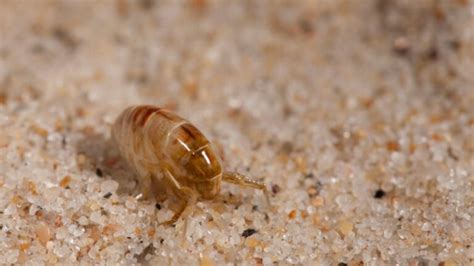 How To Prevent And Treat Sand Flea Bites A Complete Guide Exotella