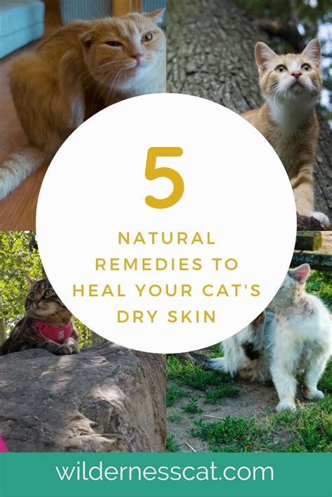 Home Remedies For Cats With Dry Skin Soothe Naturally Cat Skin