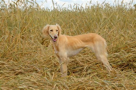 Saluki Dogs Breed Information Omlet