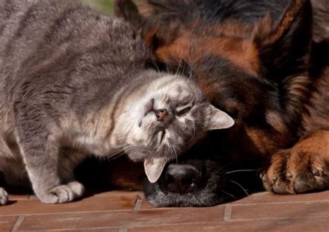Unlikely Friendship Between Grey Kitty And German Shepherd