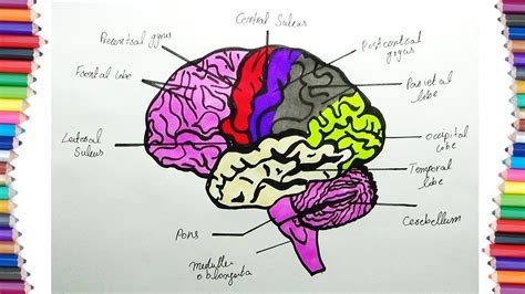 How To Draw Human Brain Diagram Youtube