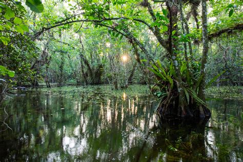 Big Cypress Swamp Florida Ed Fuhr Photography