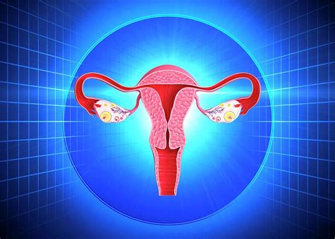 Female Reproductive System Photograph By Pixologicstudio Science