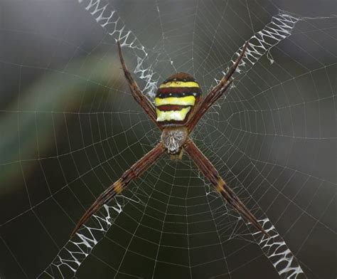 Beautiful Spider Webs 16 Pics