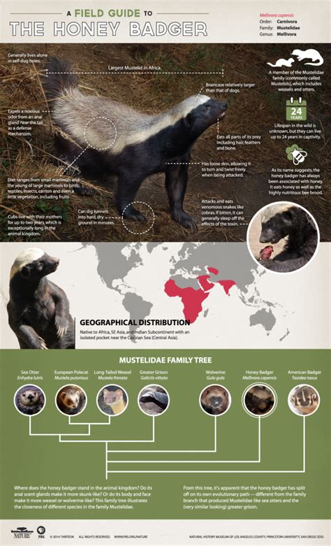 Honey Badger Infographic A Field Guide To The Honey Badger Nature