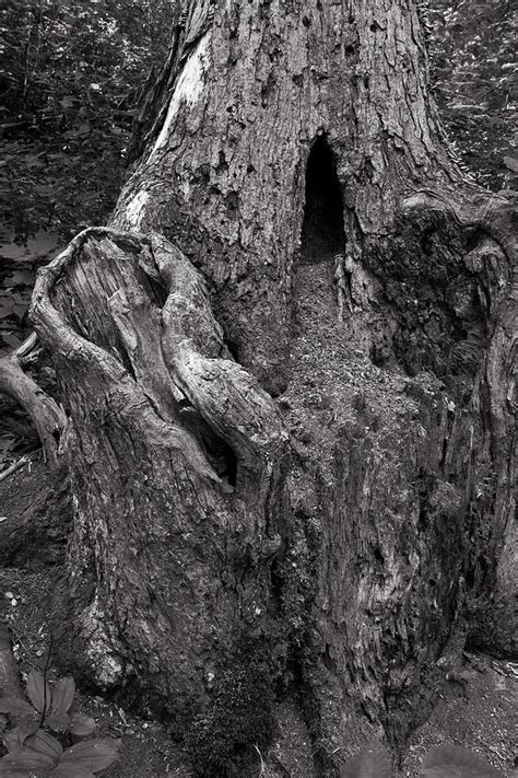Gnarly Photograph By Jason Wolters Fine Art America