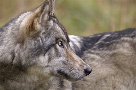 Coexisting With Gray Wolves Defenders Of Wildlife