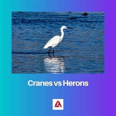 Cranes Vs Herons Difference And Comparison