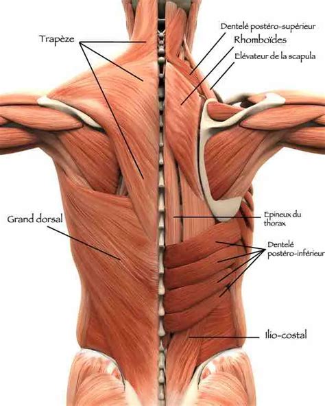 Trapèze grand dorsal lombaires Anatomie des muscles du dos
