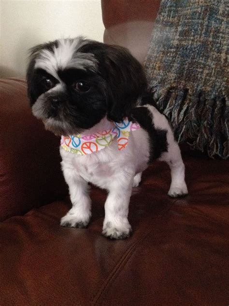 The Perfect Shih Poo Puppy Haircut For 2023 Style Trends In 2023