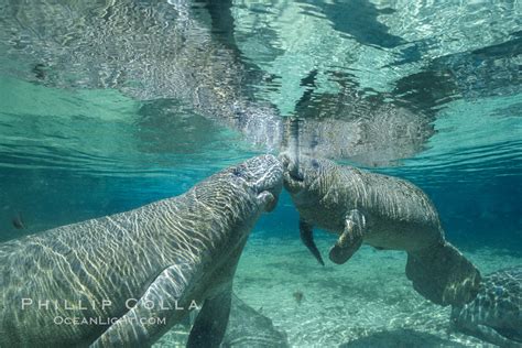 Florida Manatees At Three Sisters Springs Trichechus Manatus Crystal