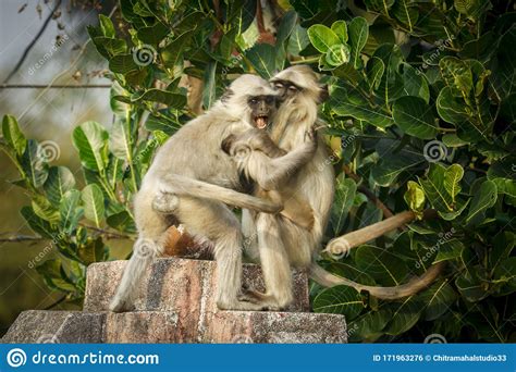 Two Monkey Stock Photo Image Of Mammal Fight Child 171963276