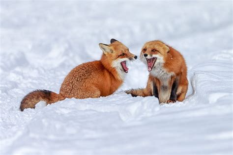 happy foxes together r aww