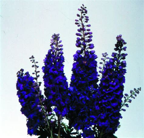 Delphinium Elatum Magic Fountain Dark Blue Dark Bee Muller Seeds