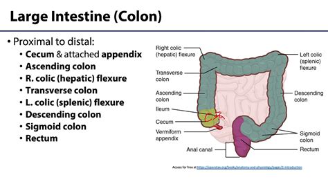 Abdominal Wall Peritoneum And Intestines Lo Intestines Youtube