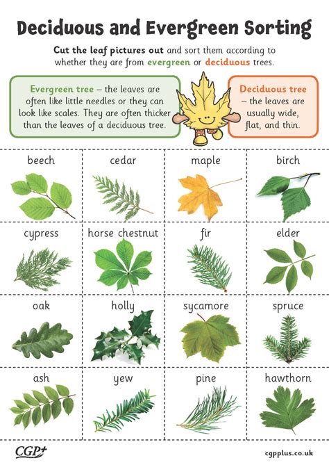Deciduous Or Evergreen Foundation Year 1 Cgp Plus