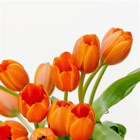 Orange Tulips Single Variety Flower Addict