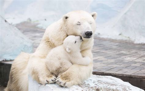 Polar Bear Love Cute Polar Bear Cubs Lovin Up Their Mamma Youtube