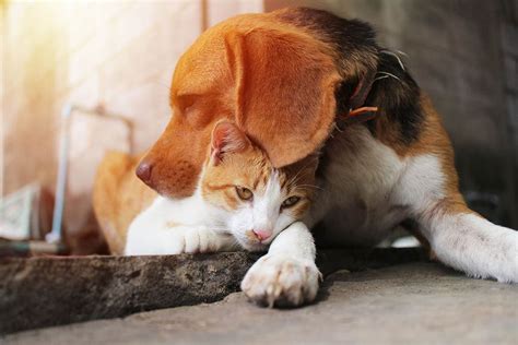 Are Beagle Dogs Good With Cats