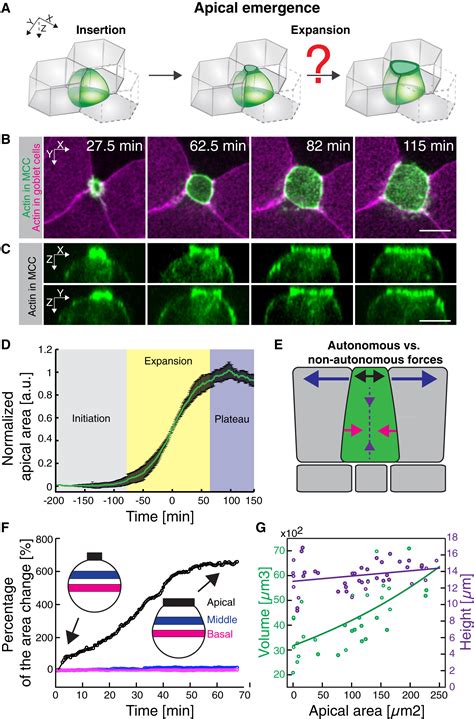 Emergence Of An Apical Epithelial Cell Surface In Vivo Developmental Cell