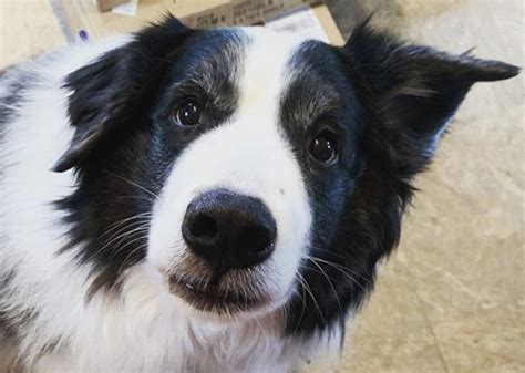 29 Beautiful Border Collie Mixes With Pictures