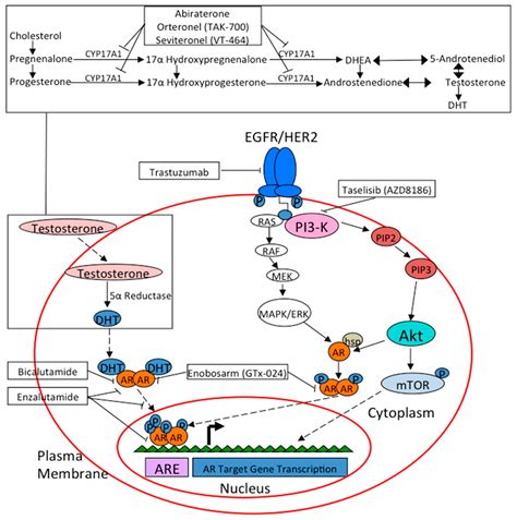 Cancer Cell Signaling Pathways
