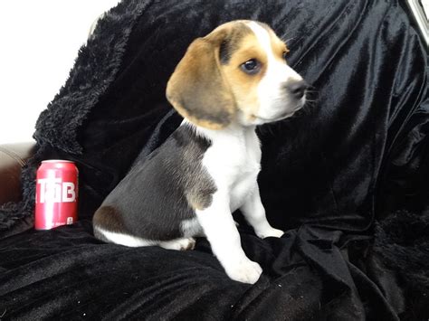 8 Week Old Mini Pocket Beagles Puppy Flickr Photo Sharing
