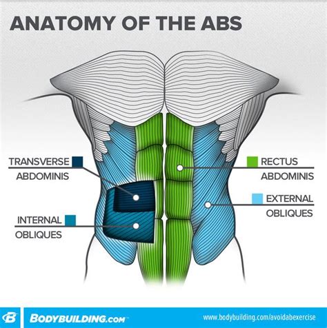 With related to nerves of anterior abdominal wall and the inguinal region: The Ab Exercise Women Shouldn't Do | Muscle anatomy, Ab ...