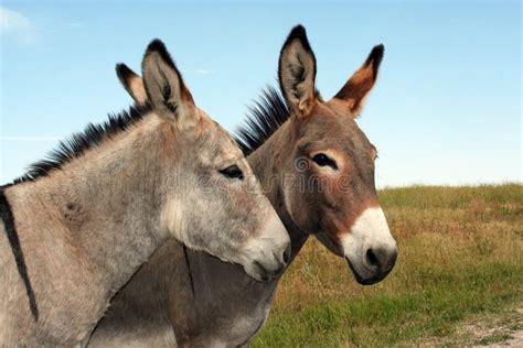 1108 Burros Stock Photos Free And Royalty Free Stock Photos From