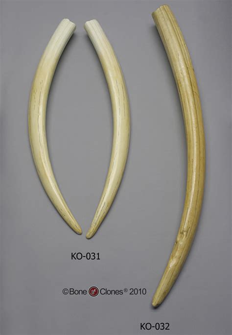 Giant Walrus Tusk Bone Clones Inc Osteological Reproductions