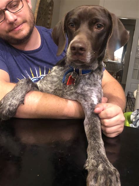 Yodie found himself in rescue because the hustle and bustle of his house was a little too much. Southeast German Shorthaired Pointer Rescue - SEGSP Rescue ...