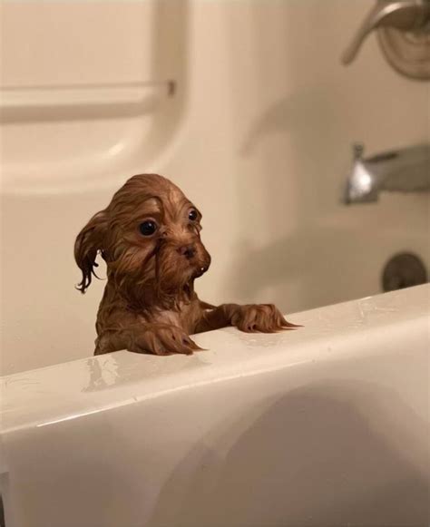 My Sons Dog Taking A Bath Is All The Cuteness My Heart Needs Tonight
