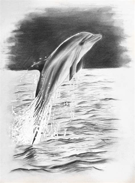 Dolphin Pencildrawing By Josephine Doege Bleistiftzeichnung