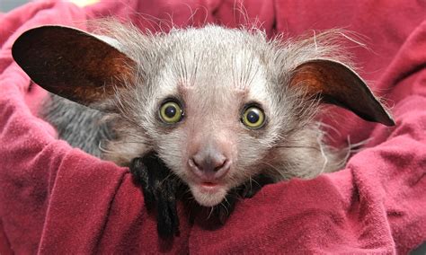 Where Am Eye The Rare Baby Aye Aye Saved From Extinction Daily Mail