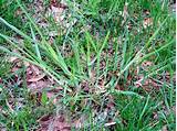 Pictures of Grassy Weed Post Emergent