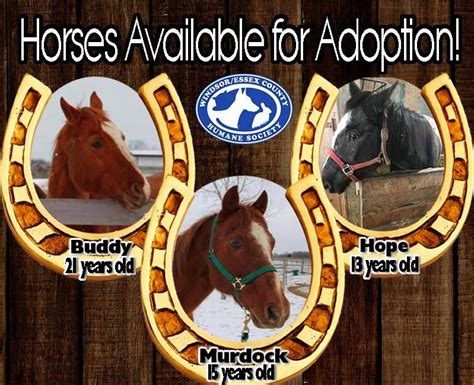 Trois chevaux offerts en adoption à la Humane Society de Windsor-Essex ...