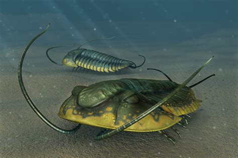 Trilobites Ehmania Sp By Onikaizer On Deviantart