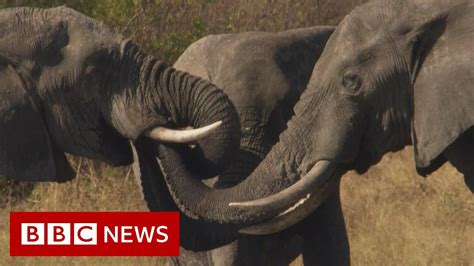 Botswana Trouble In The Elephant Sanctuary Full Documentary Bbc