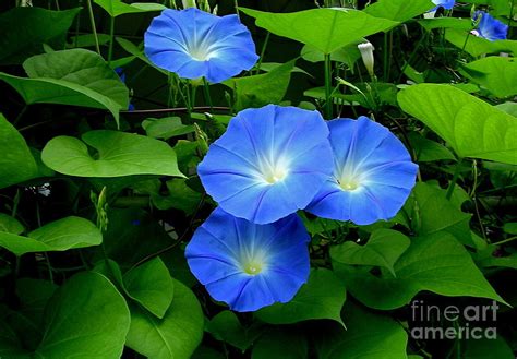 Heavenly Blue Photograph By Byron Varvarigos Fine Art America