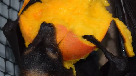 Young Spectacled Flying Foxes Love Mango Youtube