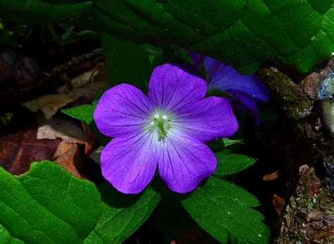 Tiny Purple Forest Flower Macro Flowers Free Nature Pictures By