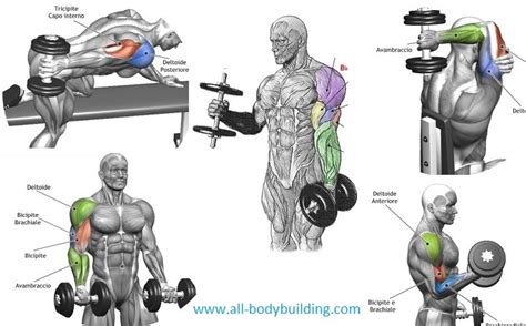 Top 4 Dumbbell Exercises For Arms Bodydulding